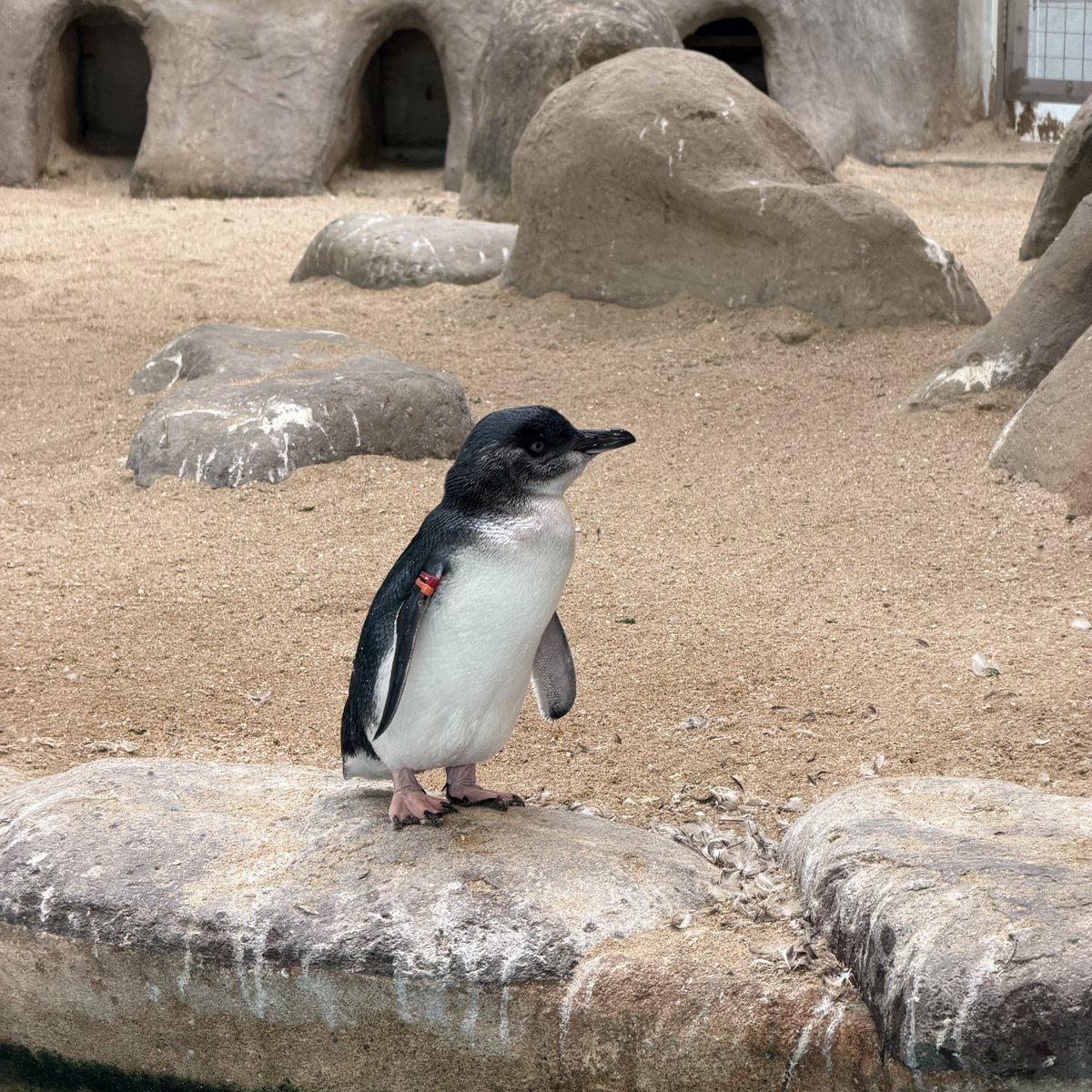 pola_ff14's tweet photo. やっぱコガタペンギンが小さくてかわいい https://t.co/j287dsfX3q