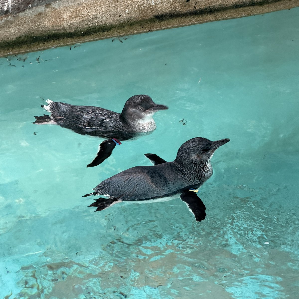 pola_ff14's tweet photo. やっぱコガタペンギンが小さくてかわいい https://t.co/j287dsfX3q