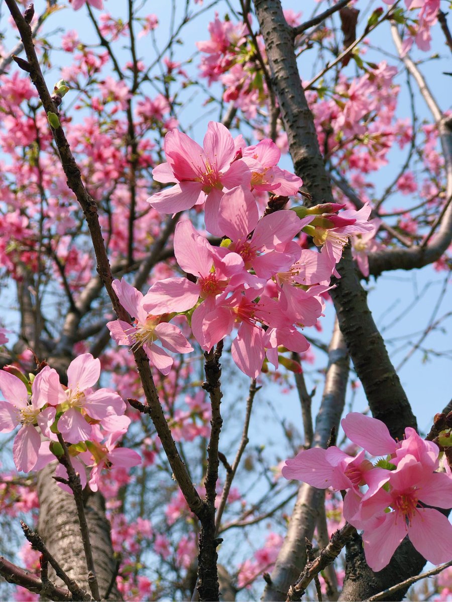 CynthiaAus3fyo's tweet photo. [Sunshine + blooming cherry blossoms = perfect spring vibes! ]， https://t.co/n8U9QSGTeb