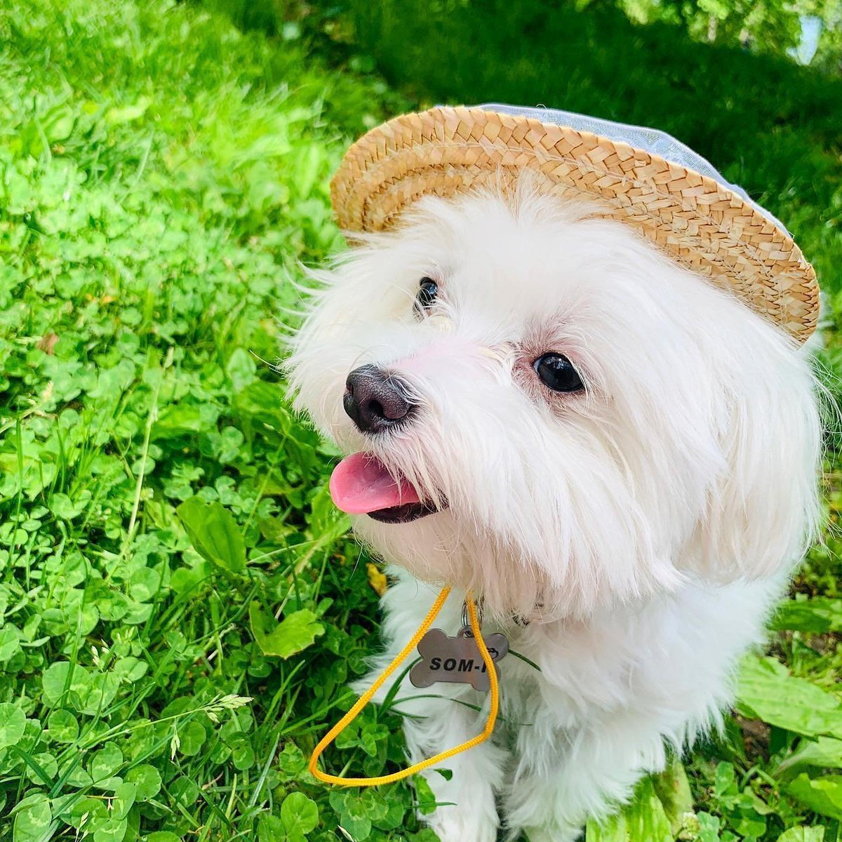 Aillen871's tweet photo. Guess who enjoyed the picnic more? Me or my little fluffy friend? 🐶🤍😂 https://t.co/4VyPFMJVut