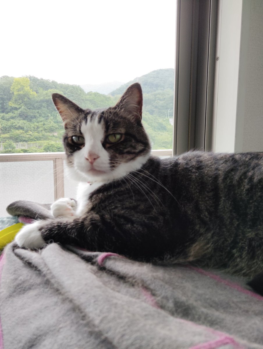 SHIMOKOCA's tweet photo. 令和8年8月8日㈯
次男🐱もなか　推定誕生日🎂
８歳✨️です👏(⌒▽⌒)💕🎉
７年半前↓📸左
うちに来てくれて…病気も無く元気に大きく♪すっかりウチの子✨️↓📸右☺💕
コレからも　のんびりまりまり元気でいてね🍀
#猫好き #愛猫 #愛息 #猫のいる幸せ https://t.co/hVEL5pRNGj