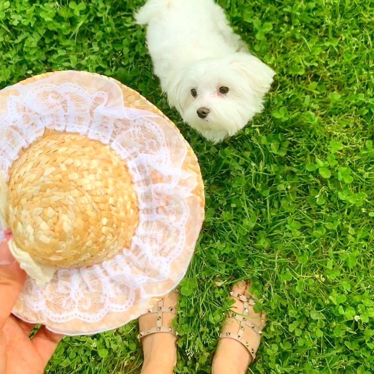 RealPSpaw's tweet photo. Guess who enjoyed the picnic more? Me or my little fluffy friend? 🐶🤍😂 https://t.co/HinMDaGkOp