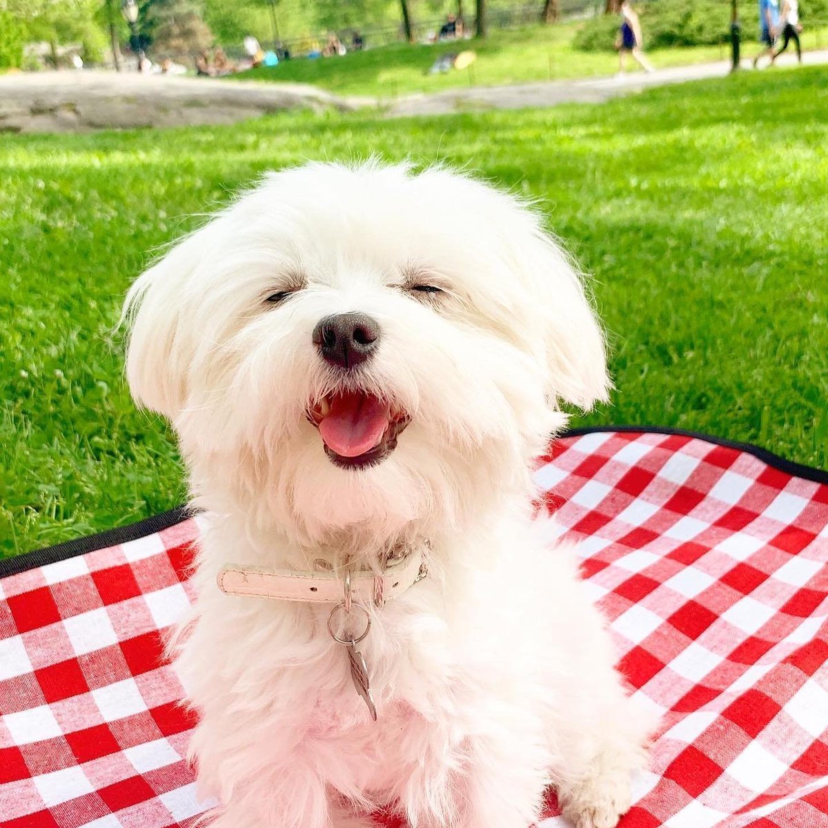 RealPSpaw's tweet photo. Guess who enjoyed the picnic more? Me or my little fluffy friend? 🐶🤍😂 https://t.co/HinMDaGkOp