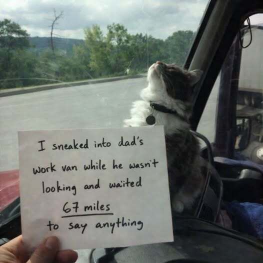 TweetsOfCats's tweet photo. https://t.co/i4bzsxoavF