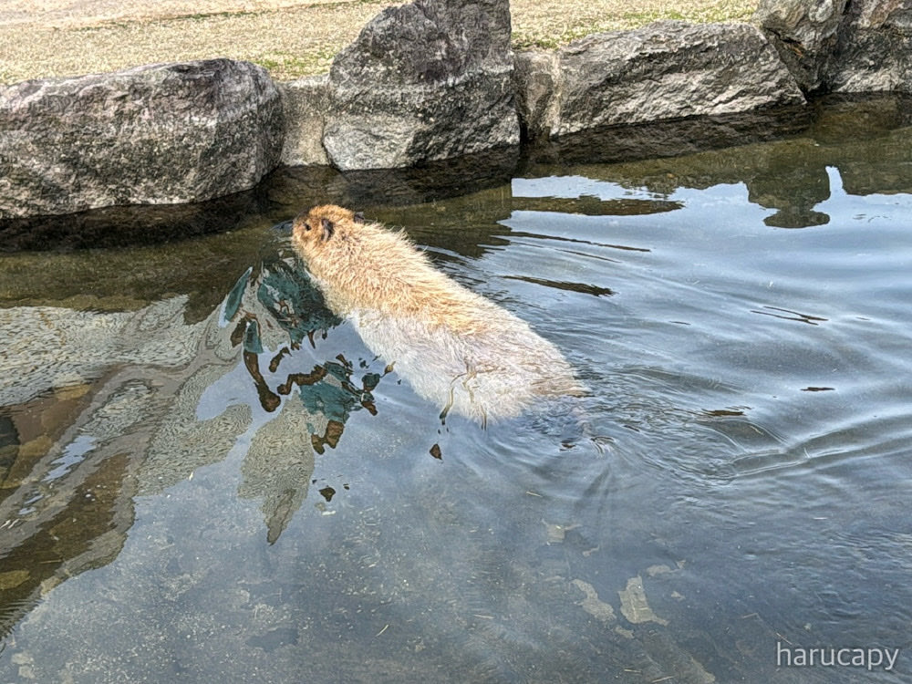 harucapy's tweet photo. カピバラと
　池に入って
　　涼みたい

はるぞう 夏の俳句
#コブ https://t.co/9DqISNOwfJ