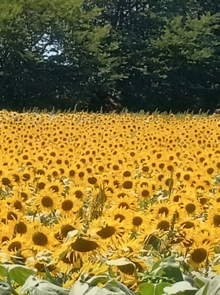 yoki4423's tweet photo. 🌻🌻🌻

＃権現堂　＃ひまわり https://t.co/8BF725ybjn