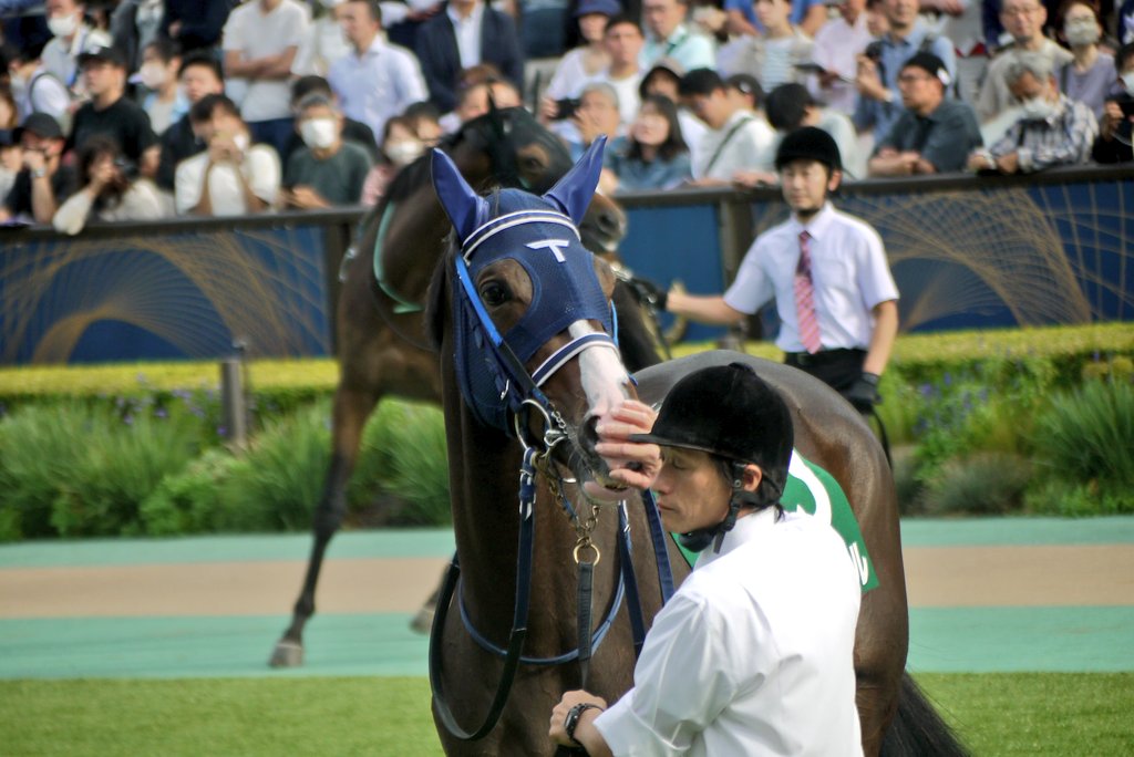 Tia_0719's tweet photo. 初めて競馬場に行ったきっかけもボンちゃんのサウジアラビアRCだったな…
あのときは惜しい😭次こそは！と思ったけど、まさかその後1回も勝てないとは…😭 https://t.co/voiGrh0On1