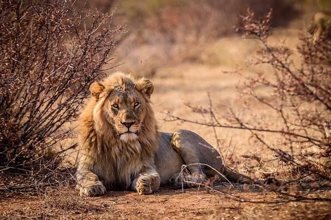 booktouruganda's tweet photo. 🦁 Rwanda isn't just about gorillas! Akagera is the ONLY place in the country to see the Big Five. After being wiped out, lions are BACK and thriving. This is conservation at its finest! 🇷🇼
#AkageraNationalPark #VisitRwanda #BigFive #WildlifeComeback #ConservationWorks https://t.co/Iknaidraoh