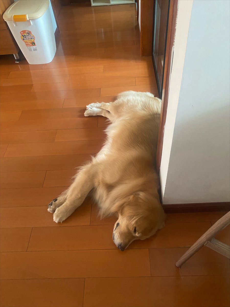 CherryM96's tweet photo. Nothing beats a pup’s wet nose nudge at 7 AM—cozy mornings just got way better. https://t.co/Ij76Na0kyx