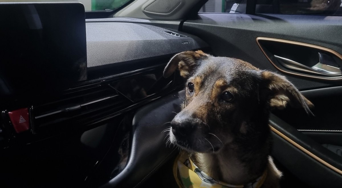 enzolas7m's tweet photo. quanto mais conheço as pessoas, mais gosto do meu cachorro https://t.co/urtxQbEHwC