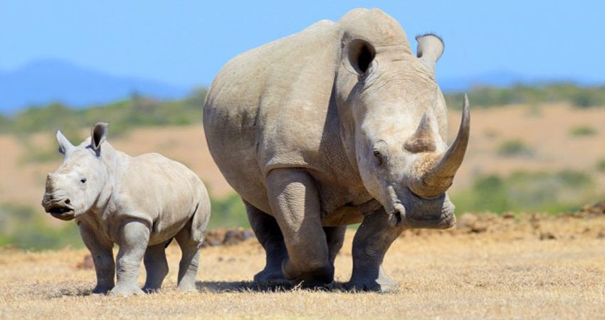 booktouruganda's tweet photo. 🦏 From ZERO rhinos in 2007 to over 100 today! Akagera is rewriting the story of extinction. Witness black &amp; white rhinos roaming free—a true miracle of rewilding. 🌿
#RhinoConservation #Rewilding #Akagera #RwandaSafari #HopeForWildlife https://t.co/fmG0wOupGw