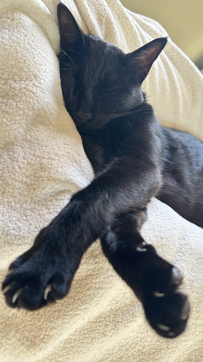 RolfatWarwick's tweet photo. Rolf report 8 Aug: Completely conked out on a lazy summer afternoon. Rolf x https://t.co/lw8MPK9oKr