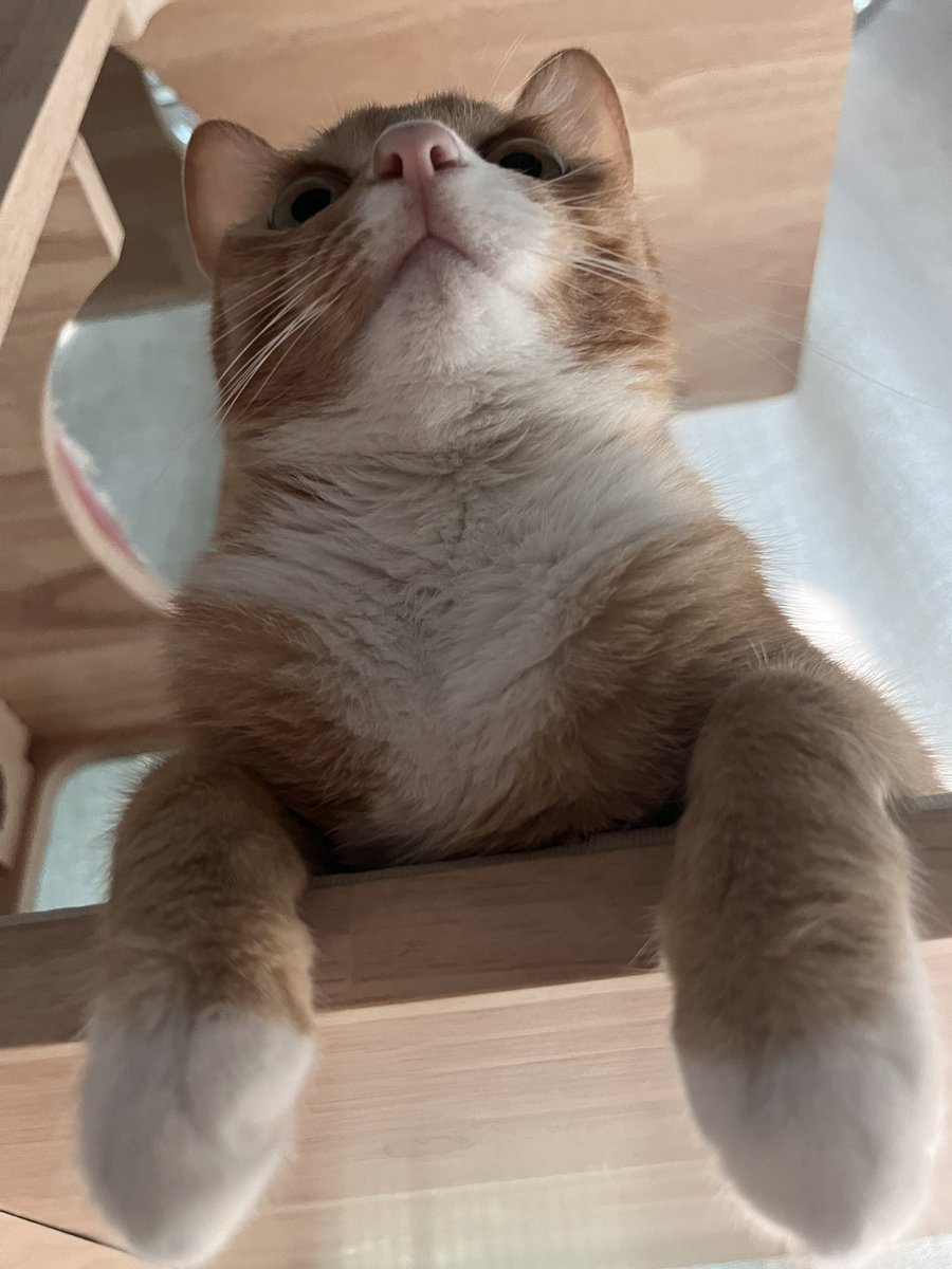 backup_fr's tweet photo. 고양이의 날인데 저는 고양이 대신 됒이 올릴게여 https://t.co/R6PqVgXTLk