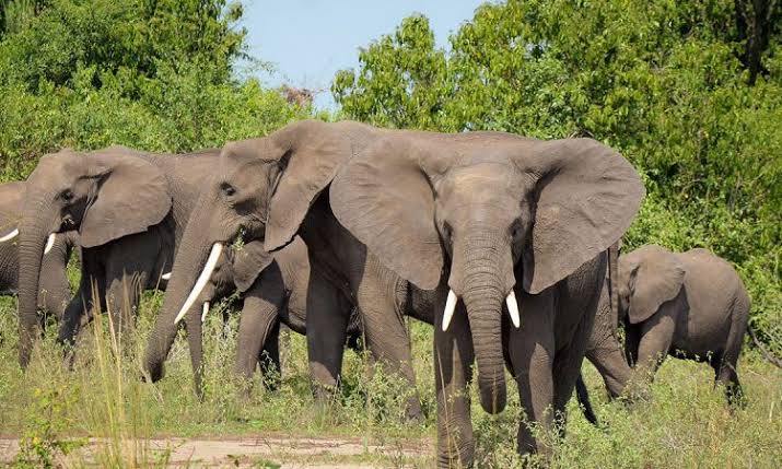 booktouruganda's tweet photo. 🐘 150+ elephants roaming the plains! All descended from just a handful relocated in the 70s. Come see these gentle giants in one of Africa's most beautiful settings. 📸
#Elephants #WildlifePhotography #Akagera #SafariLife #Rwanda https://t.co/yxSFLoN14P