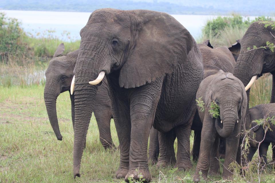 booktouruganda's tweet photo. 🐘 150+ elephants roaming the plains! All descended from just a handful relocated in the 70s. Come see these gentle giants in one of Africa's most beautiful settings. 📸
#Elephants #WildlifePhotography #Akagera #SafariLife #Rwanda https://t.co/yxSFLoN14P