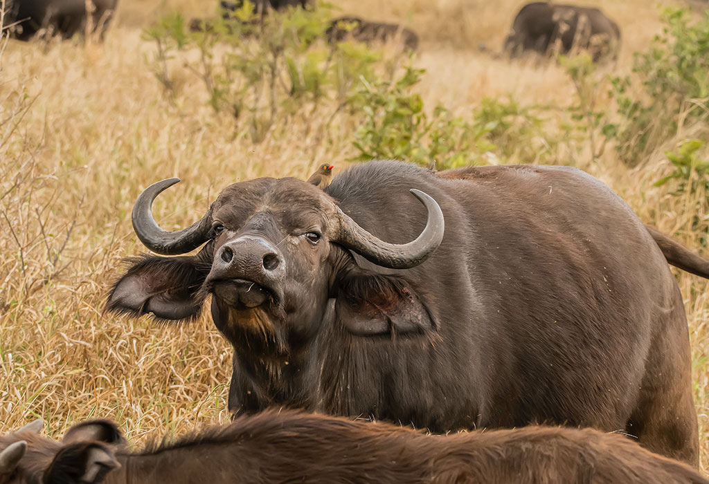 booktouruganda's tweet photo. 🚙 Just 2.5 hours from Kigali! Yes—you can do a Big Five safari AND gorilla trekking in ONE trip. Rwanda is the ONLY country offering this iconic duo. 🇷🇼
#KigaliToAkagera #GorillaAndSafari #RwandaTravel #EastAfrica #AdventureAwaits https://t.co/wBspX46p4u