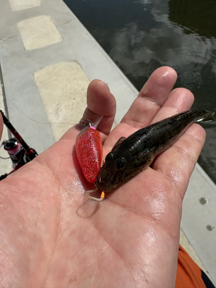 tsuri_ski_bb's tweet photo. 滝汗流しながらハゼクラ🎣
チヌいっぱいで物陰に隠れている子を拾い釣り🐟
涼しくナイトアジングしたい😑
#ハゼクラ 
#チーバくん https://t.co/LGqG5UfiZ4