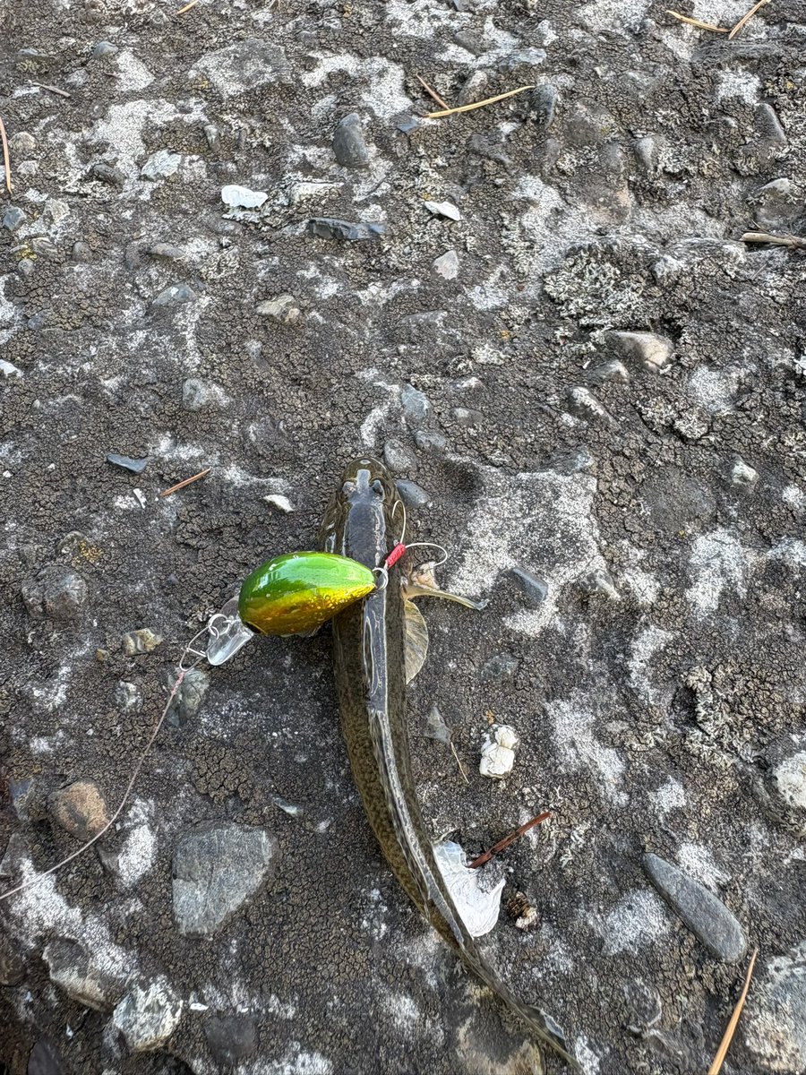 tsuri_ski_bb's tweet photo. 滝汗流しながらハゼクラ🎣
チヌいっぱいで物陰に隠れている子を拾い釣り🐟
涼しくナイトアジングしたい😑
#ハゼクラ 
#チーバくん https://t.co/LGqG5UfiZ4