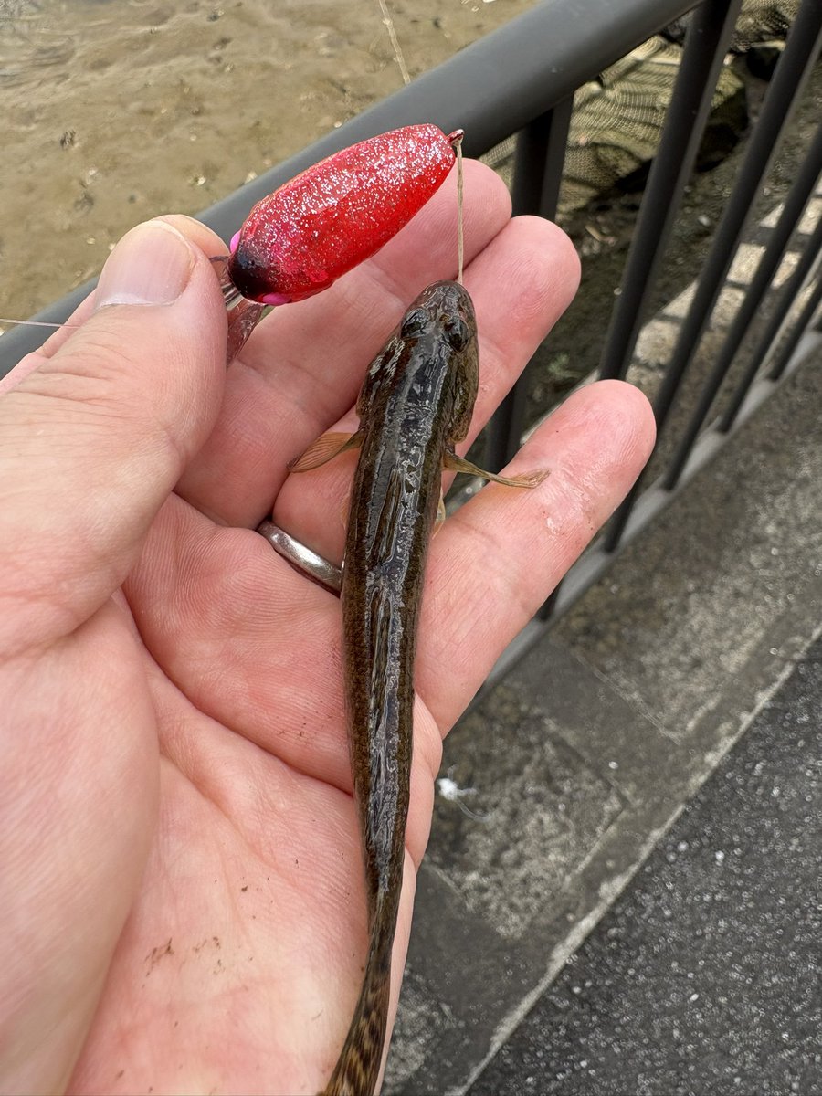 tsuri_ski_bb's tweet photo. 滝汗流しながらハゼクラ🎣
チヌいっぱいで物陰に隠れている子を拾い釣り🐟
涼しくナイトアジングしたい😑
#ハゼクラ 
#チーバくん https://t.co/LGqG5UfiZ4