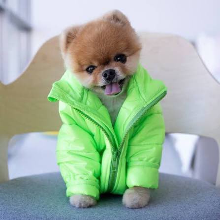dreadonchain's tweet photo. $Jiffpom 

Dex boost incoming 

3SBzx3h9xhwzkgvayj2gekwVRyHUZsTpFSMCaKiXpump https://t.co/l5s7TMr7RL
