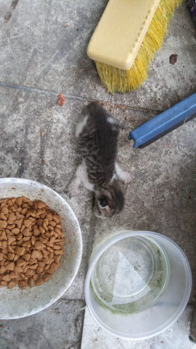 kyril_graguks's tweet photo. Jem di hari minggu. Buntu! Bad day. Dibuang sekecil ini ditepi jalan.Kegilaan apakah ini.Jem.Yg dirumah semua dah mandul.Rayu pada masyarakat disini, krik krik. 
Can this baby survive?I don't know namun saya usaha cari jln wlaupun sebenarnya buntu.Masih perlu susuan ibu😔.Ujian2 https://t.co/OlUzr71XKo