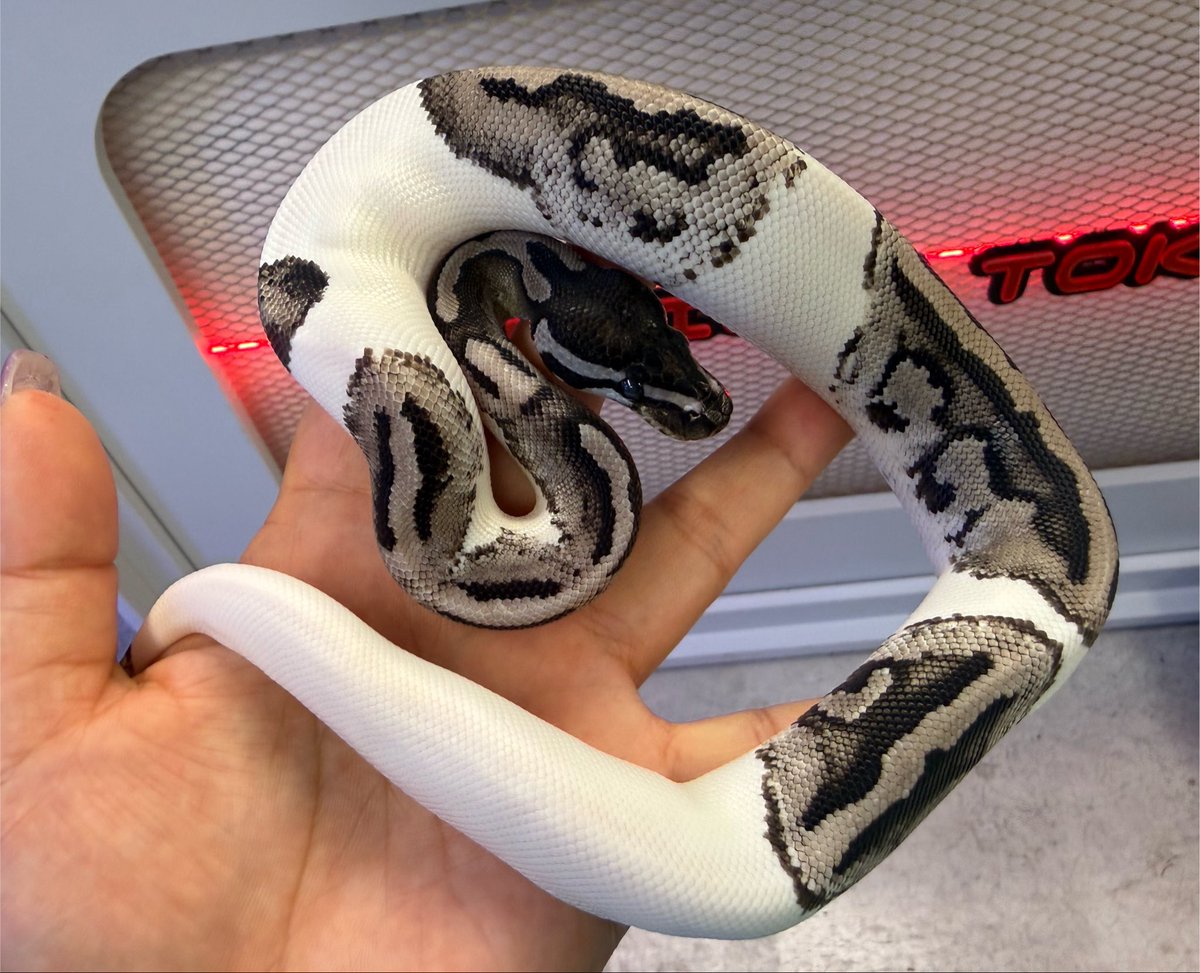 reptilestokyo_a's tweet photo. 本日も開店から絶えず沢山のご来店
ありがとうございます🙇‍♀️

新入荷パターソン便、
カーペットももちろんパターソンらしい
ラインナップがまだまだたくさん在庫しておりますが
ボールパイソンも 初めての1匹としても
人気な白蛇や大人気ライトニングパイまで！

たくさんの個体お選びいただけます🙌

お盆休みもお休みなしで営業いたしますので
ご来店心よりお待ちしております✨️