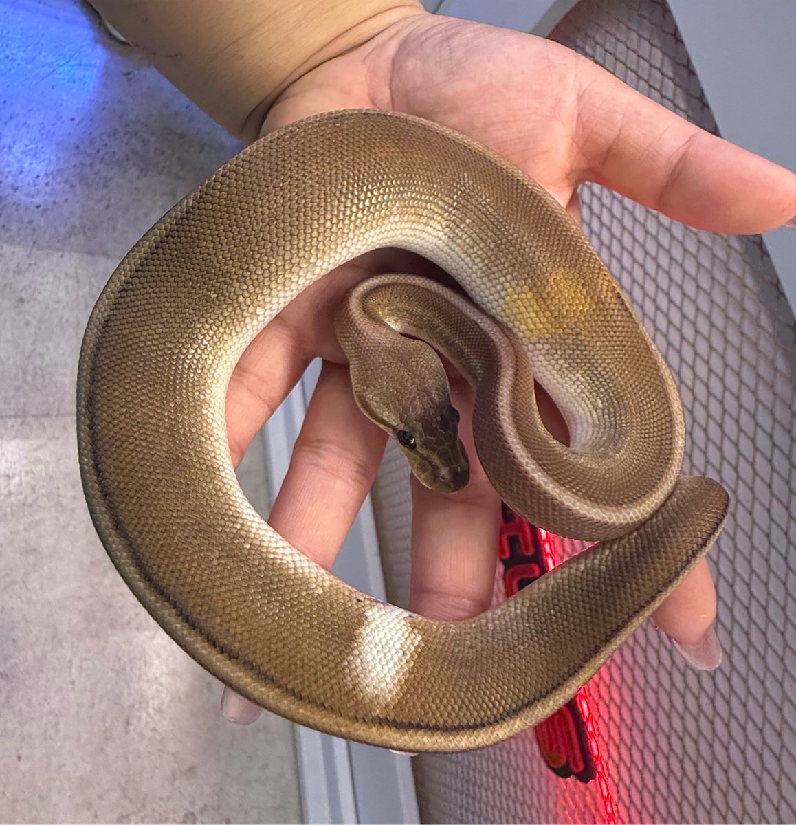 reptilestokyo_a's tweet photo. 本日も開店から絶えず沢山のご来店
ありがとうございます🙇‍♀️

新入荷パターソン便、
カーペットももちろんパターソンらしい
ラインナップがまだまだたくさん在庫しておりますが
ボールパイソンも 初めての1匹としても
人気な白蛇や大人気ライトニングパイまで！

たくさんの個体お選びいただけます🙌

お盆休みもお休みなしで営業いたしますので
ご来店心よりお待ちしております✨️