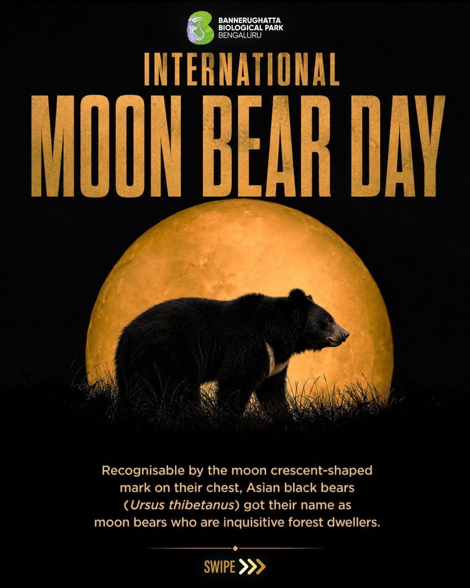 bannerghattazoo's tweet photo. Celebrating the fascinating Moon Bear and its unique place in the wild.
This International Moon Bear Day, let’s appreciate, learn about and celebrate these remarkable bears.
#internationalmoonbearday
#moonbear
#bearconservation
#wildlifeawareness
#bannerughattabiologicalpark https://t.co/yebuY8thHE