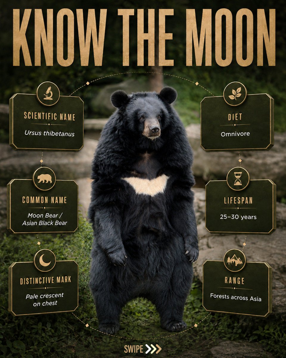 bannerghattazoo's tweet photo. Celebrating the fascinating Moon Bear and its unique place in the wild.
This International Moon Bear Day, let’s appreciate, learn about and celebrate these remarkable bears.
#internationalmoonbearday
#moonbear
#bearconservation
#wildlifeawareness
#bannerughattabiologicalpark https://t.co/yebuY8thHE