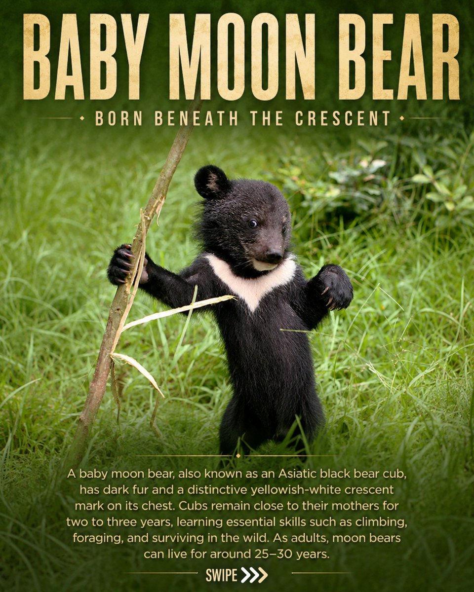 bannerghattazoo's tweet photo. Celebrating the fascinating Moon Bear and its unique place in the wild.
This International Moon Bear Day, let’s appreciate, learn about and celebrate these remarkable bears.
#internationalmoonbearday
#moonbear
#bearconservation
#wildlifeawareness
#bannerughattabiologicalpark https://t.co/yebuY8thHE