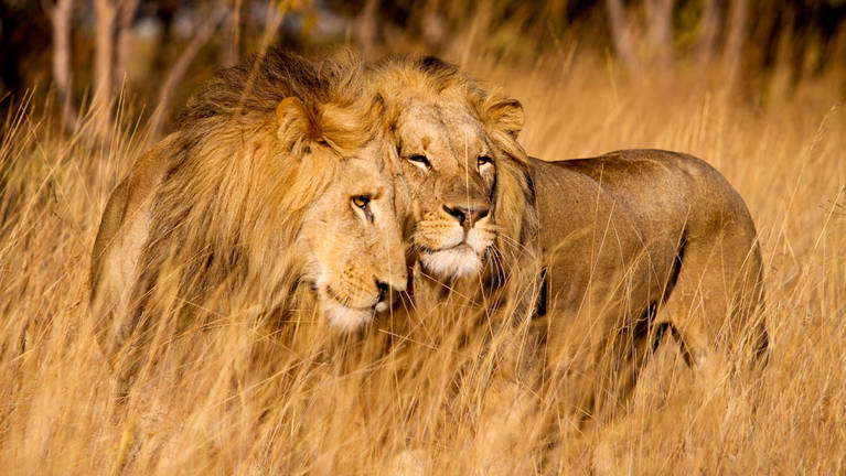 booktouruganda's tweet photo. 📈 The comeback NUMBERS:
🦁 70+ lions (from 0)
🦏 100+ rhinos (from 0)
🐘 150+ elephants
🐃 3,300+ buffalo
This is a conservation MASTERCLASS.
#ConservationSuccess #WildlifeRebound #AkageraMagic #ProtectOurPlanet #AfricanParks https://t.co/UdsFVGtmiV