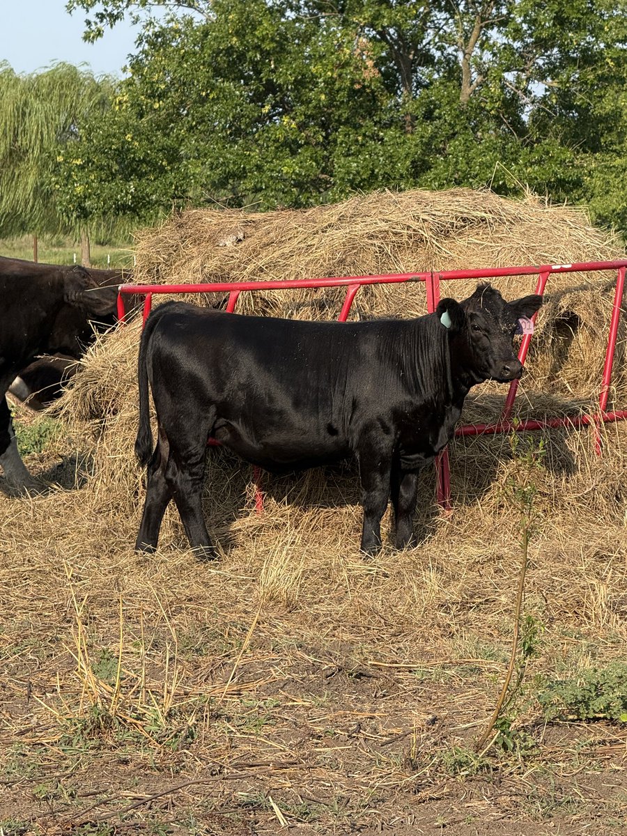 nickellcattle's tweet photo. Just shy of 7 months old. Planning to slap a halter on her and see how she calms down. Show prospect? We will see. https://t.co/UqrIaWNoG3