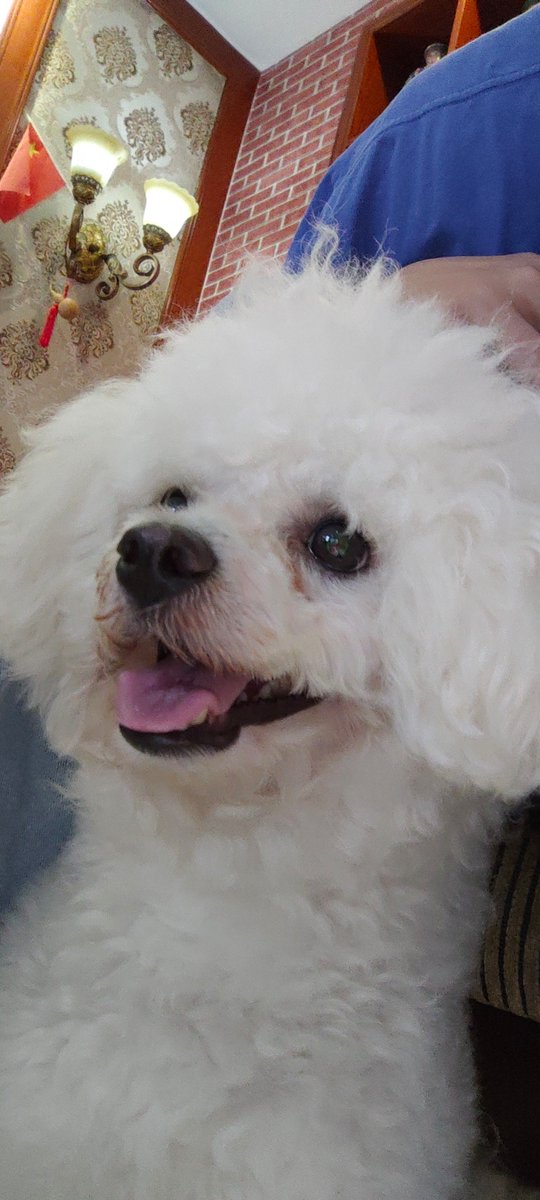 Tatsuhiro05's tweet photo. @animal_kyawa_ ははは、ずっとまえに、姉さんの家で彼の子犬を撮った、どう、可愛いでしょう🤗
だが、眼下くに涙を汚された😓 https://t.co/Wk17WQK3vQ