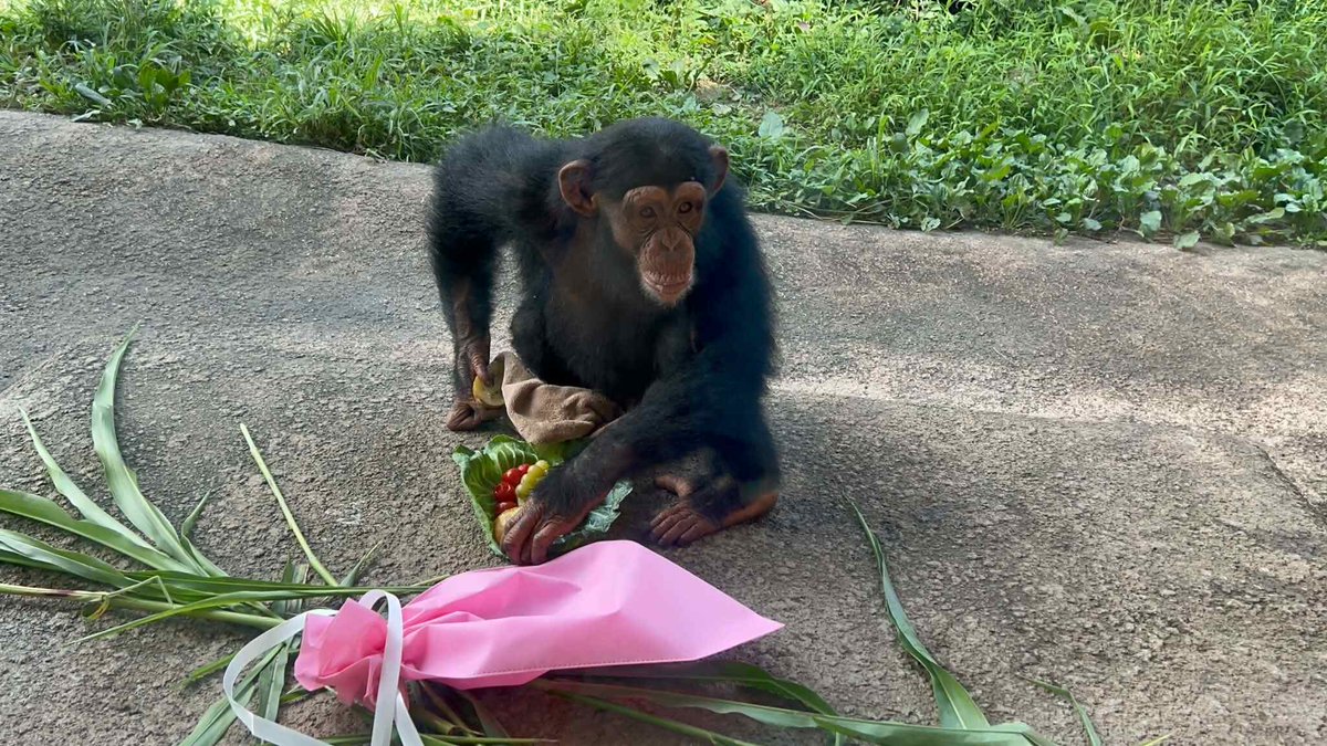 HitachiCity_Zoo's tweet photo. 8月8日は #チンパンジー 「チヨ」5歳のお誕生日。おめでとう！特製ケーキをプレゼントしてお祝いしました。
最近では１歳のジュウザのお姉ちゃん役としても活躍しています。これからも元気に成長する姿を見守って頂けたら嬉しいです。
#かみね動物園 https://t.co/yu1upVyjOs