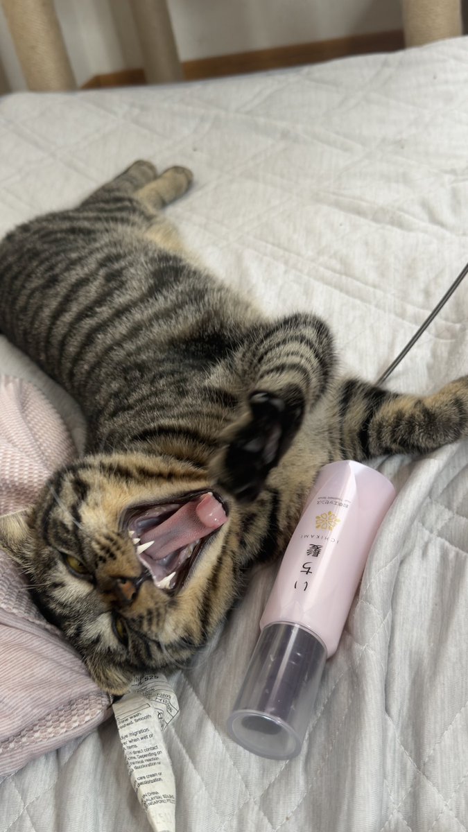 BURI0506's tweet photo. 先日スーパーで買い物をしていたら、同年代くらいの美人さんから「すみません...いい香りですね🥰」と声をかけられました
ドギマギしながら「シャンプーですかね？いち髪です」と返しましたが、本当は洗い流さないトリートメントも使っています(いち髪)
これも伝えられたら良かったなーと後悔しています
声をかけたくなるくらいいち髪は香りがいいということ
#キジトラ #保護猫 #猫のいる暮らし #猫好きさんと繋がりたい #いち髪