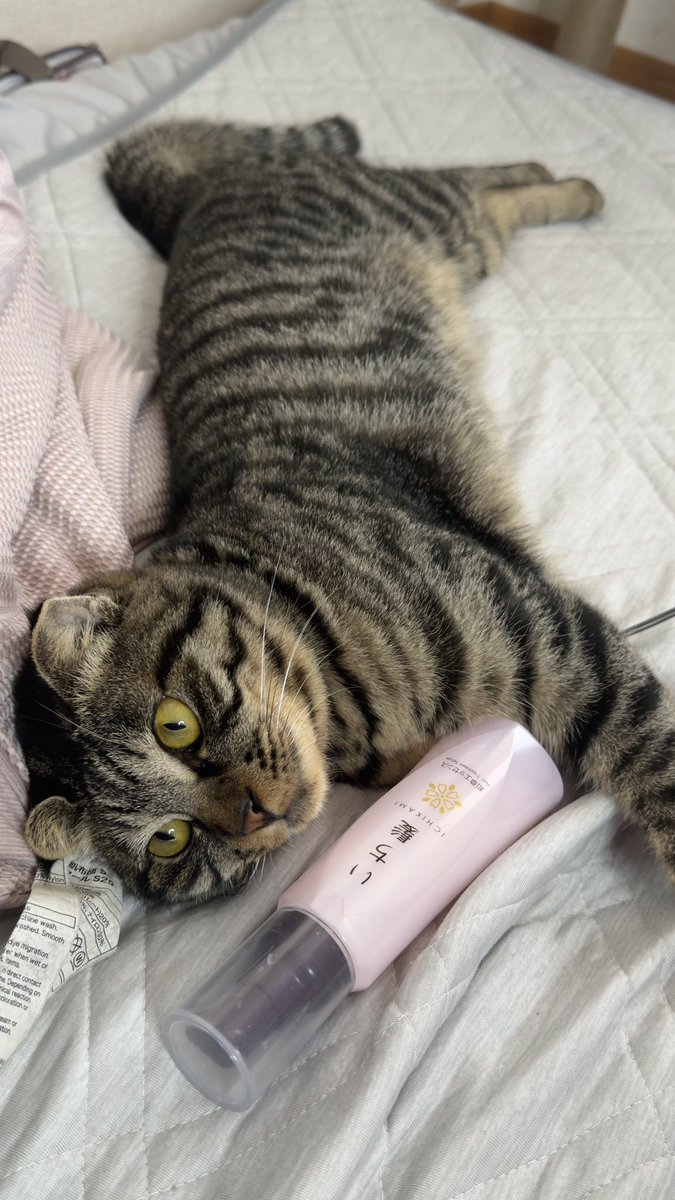 BURI0506's tweet photo. 先日スーパーで買い物をしていたら、同年代くらいの美人さんから「すみません...いい香りですね🥰」と声をかけられました
ドギマギしながら「シャンプーですかね？いち髪です」と返しましたが、本当は洗い流さないトリートメントも使っています(いち髪)
これも伝えられたら良かったなーと後悔しています
声をかけたくなるくらいいち髪は香りがいいということ
#キジトラ #保護猫 #猫のいる暮らし #猫好きさんと繋がりたい #いち髪