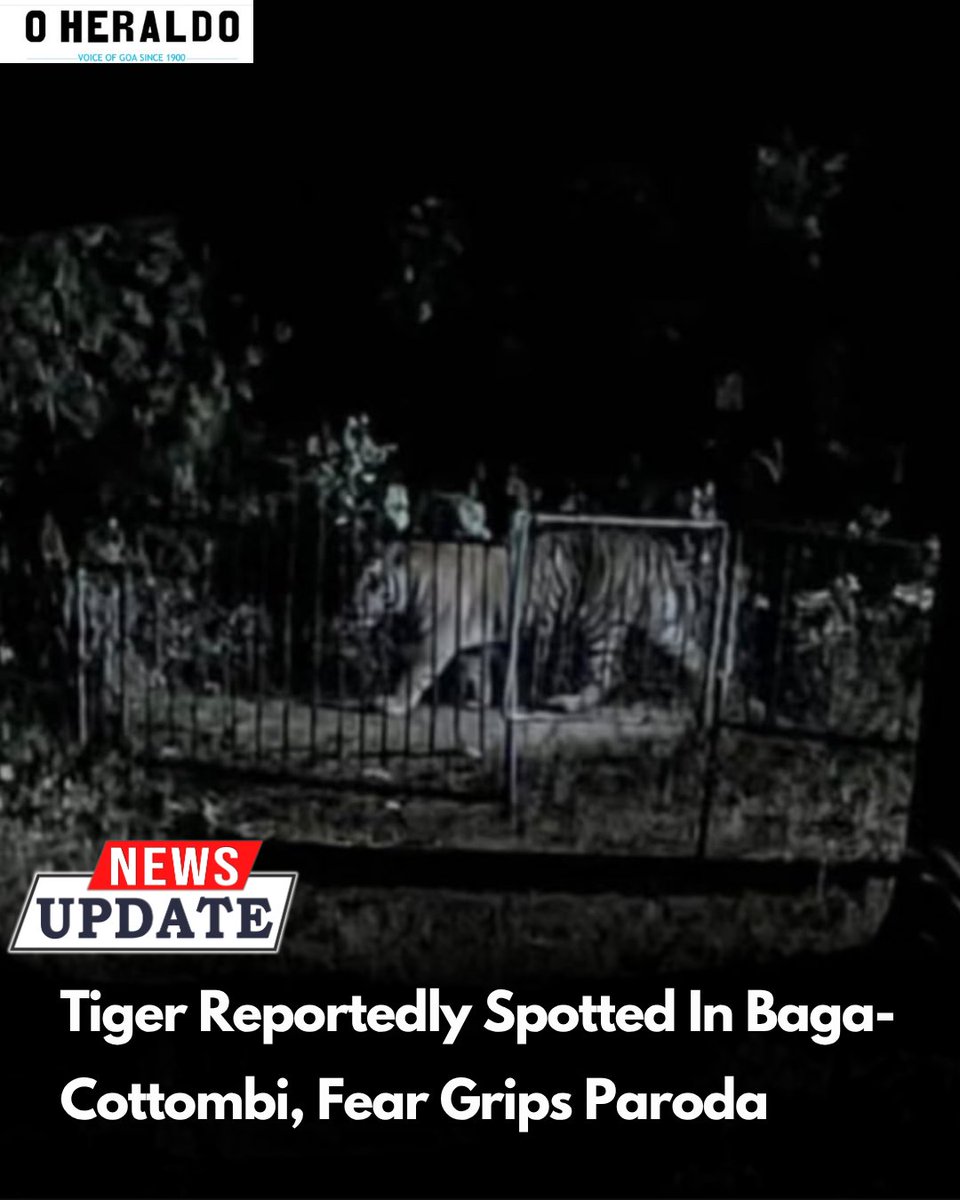 oheraldogoa's tweet photo. Fear has gripped residents of the Baga-Cottombi area in #Paroda following a reported tiger sighting. Locals said the big cat was spotted in the area, raising concerns about the safety of people and livestock.
#GoaNews https://t.co/nvItKJWEUM