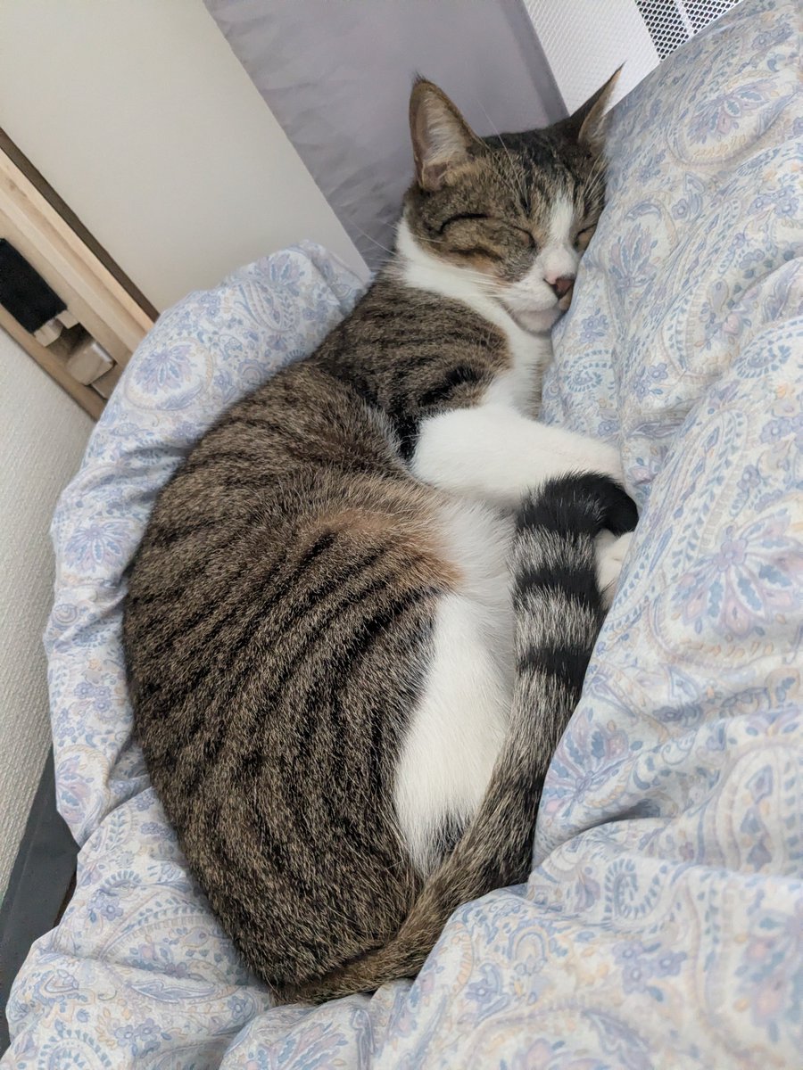 teto020328's tweet photo. くしゃみと嗄声みたいな症状が3日前くらいあり受診。
3.5kg。鼻に炎症と僅かな肺炎みたい。
点鼻薬と抗菌薬が処方。 https://t.co/nzQruBqrBt