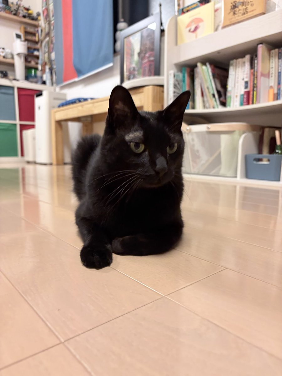 Gacchuman's tweet photo. 今日は世界猫の日 https://t.co/rsAN5d7e0f