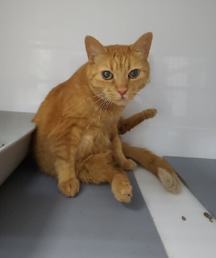 vigipets's tweet photo. 🟢 🐱 Chat trouvé le 04/08/2026 à MARSEILLE 06 (13).
Femelle / Identifié(e) : Non

☎️ 04 88 60 16 16
📧  marseille@sacpa.fr

#VigiPets #chatperdu #chattrouve #chat #perdu #trouve https://t.co/LBULBIwfQu