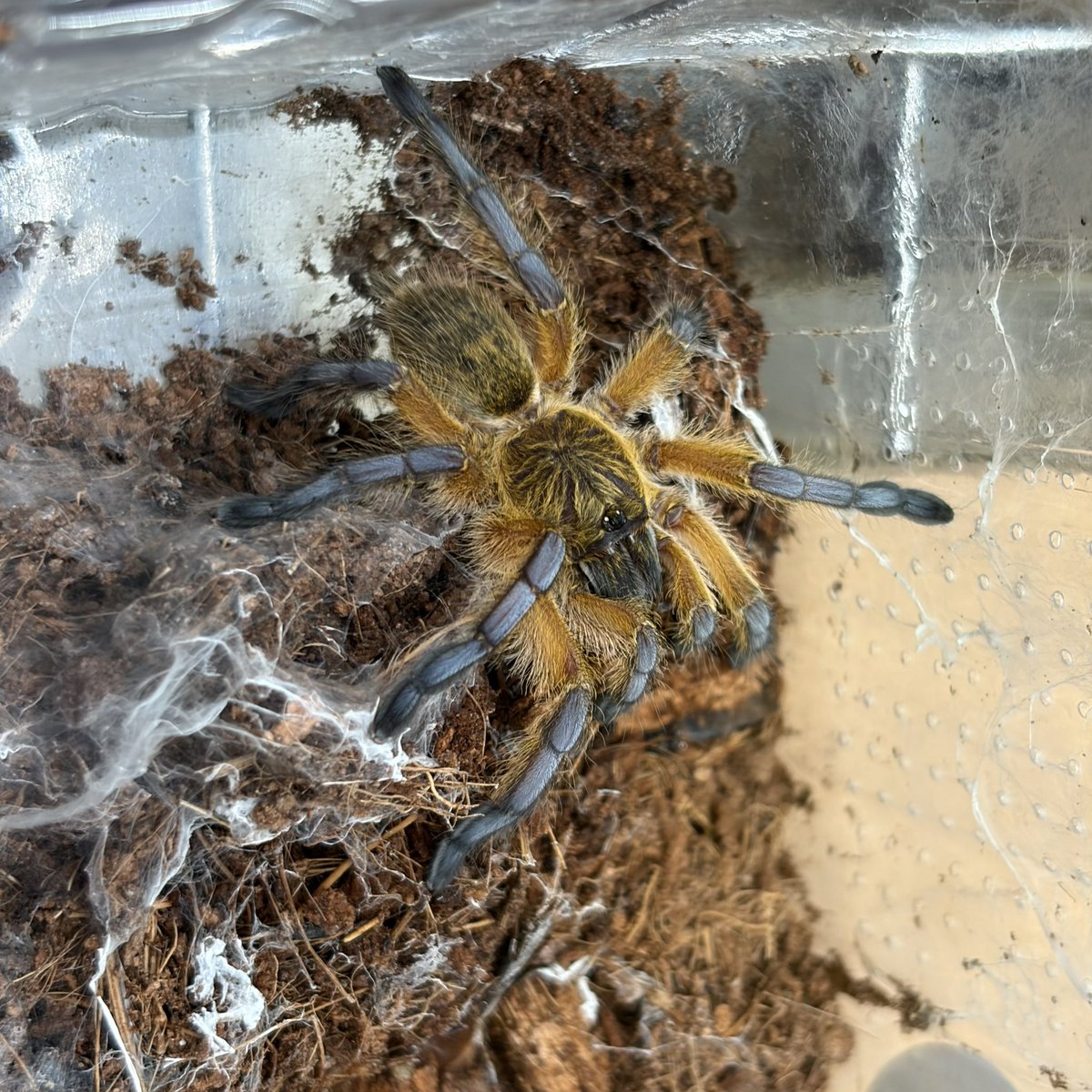 tgem_staff's tweet photo. ゴールデンブルーレッグバブーン
Harpactira pulchripes

涼しげなカラーリングと上品さを兼ね備えた美しいタランチュラ✨️

脱皮したてを皆様にお届け！

思ったよりドタバタしません、餌にはすごい食い付きです👏

成田 https://t.co/95xKb2XAQL