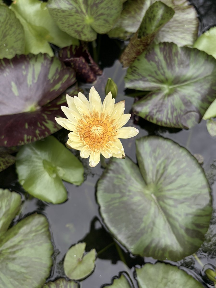 Rosettawitch's tweet photo. 8.8 — energy 🕯️, พลังงานของวันนี้และอาจจะหลงเหลือไปอีกสามสี่หลังจากวันนี้ คล้ายว่าจะพลังงานของนักรบ และเป็นนักรบของอาณาจักรแห่งวิญญาณ  อารมณ์ความรู้สึกนึกคิดของเราดูจะชัดเจนแจ่มแจ้ง จนบางทีคล้ายเป็นเสียงในหัว ที่ชี้นำทางและสำหรับบางคนก็คล้ายว่าจะเป็นเสียงรบกวน 🔔 หลายคนลุกขึ้นมาปกป้องอาณาจักรของตน กำหนดเส้นที่ไม่ควรถูกรุกล้ำ และกล้าจะทำอะไรเพื่อตอบสนองความปรารถนาของตนมากขึ้น และด้วยความที่มนุษย์นั้นมีความเป็น ‘ปัจเจก’ เราไม่อาจรู้ได้ว่าการทำเพื่อตัวเองของพวกเราจะออกมาในรูปแบบใด บางทีอาจจะเป็นการยอมให้ตัวเองได้พักผ่อน บางทีอาจเป็นการยอมให้โอกาสตัวเองได้ลองสิ่งใหม่ ๆ ไม่ว่าจะงานใหม่ บ้านใหม่ คนรักใหม่ บางคนเริ่มให้อภัยตัวเองแล้วเริ่มต้นกับเป้าหมายชีวิตครั้งใหม่ หรือบางคนลุกขึ้นมาตะโกนใส่หน้าคนที่มักจะกดขี่ข่มเหงตนมาเสมอเพราะเสียงรบกวนนั้นดังจนไหลผ่านลำคอออกมาเป็นถ้อยเถียง 

แต่สิ่งที่พึงระวังในพลังงานนี้คือการ ‘ปะทะ’ เพียงชั่วขณะที่เราปล่อยให้อัตตาลวงนำทาง เราไม่อาจรู้ได้เลยว่าปลายทางของมันจะเป็นสิ่งใด อาจเป็นเราหรือเขาที่ควบคุมไฟในร่างกายไม่ได้ — 🧶, ใช้โอกาสนี้เป็นผู้ดู อดกลั้นการกระทำที่มุงเน้นไปที่ความสะใจ แค้นใจ หรือริษยา แน่นอนว่าความรู้สึกเหล่านี้ไม่ใช่สิ่งไม่ดีหรือสิ่งที่ดี มันเป็นเพียงส่วนหนึ่งของเรา มันเพียงสอนให้เรารู้ว่ากายนี้ ใจนี้กำลังรู้สึกอะไร และเราไม่จำเป็นต้องปฏิเสธ เราเพียงยอมรับมัน ยอมรับว่ามันเป็นของเรา แต่ไม่จำเป็นต้องยึดถือมันไว้เป็นลิ่มแหลมที่ตอกอก ไม่มีใครออกแรงตอกให้มันลึกหรือดึงมันออกได้ คนที่ทำให้ตัวเองเจ็บคือเรา คนที่ยอมถอดถอนลิ่มนั้นและเยียวยาก็มีเพียงเรา . . 🪶

ร่างกายและจิตวิญญาณของเรานั้นกำลังสอนธรรมะบทหนึ่งที่หากคุณพึงลองสังเกตแล้วสมองจะปลอดโปร่งและเป็นอิสระ — ⛓️‍💥 ใช้โอกาสที่ประตูแห่งความรู้สึกและการกระทำที่แจ่มชัดซึ่งกำลังเปิดอ้าในวันนี้ตอบคำถามตัวเอง ฟังเสียงในหัวที่ซุกซ่อนอยู่ท่ามกลางเสียงตะโกนกร้าวของกระแสสังคม เสียงที่ไม่ได้พยายามเปล่งดัง เสียงที่สงบและไม่รีบเร่ง เสียงที่ฟังแล้วรู้สึกปลอดภัยไม่จู่โจมหัวใจของคุณจนเกินไป เสียงที่อาจจะต้องการเพียงพื้นที่เล็ก ๆ ในหัวใจของคุณ เสียงที่ไม่ได้ให้อาหารอัตตาหรือผลักดันให้คุณโหยหาจากผู้อื่น 🕊️ — ขอให้คุณพบเสียงที่อ่อนโยนนั้น และขอให้เขานำพาคุณไปพบกับความสงบภายในหัวใจ ค้นพบแสงสว่างที่จะนำพาให้คุณสามารถดำเนินชีวิตไปได้อย่างราบรื่น ขอให้คุณได้พบผู้คนที่ยินดีไปกับความสำเร็จของคุณ ยอมรับข้อผิดพลาดและพร้อมให้กำลังใจคุณได้เรียนรู้และพัฒนา 🌼🫧

รู้ทันอัตตา รู้ทันอารมณ์ รู้ทันสติ เท่าทันปัญญา อย่าได้จำกัดตัวเอง อย่าตีกรอบสังคม หรือกดทับตัวเองเสียจนตัวเล็กจ้อยลงเรื่อย ๆ กลับบ้านกัน . . บ้านที่อยู่ภายในตัวคุณ ตอนนี้ เดี๋ยวนี้ วางหัวใจให้ถูกที่ อย่าปล่อยให้คนอื่น สิ่งอื่น มามีอำนาจควบคุมการกระทำของคุณ 🌳🍃 

have a nice day . . 🍂