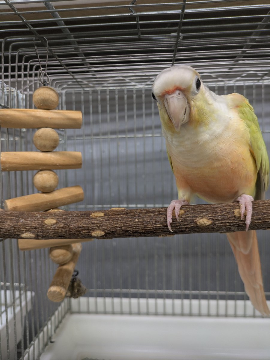 aqua87871980's tweet photo. 🍀里親になってくださる方募集🍀

現在、約170羽の鳥や小動物、猫が新しい家族を待っています🦜🐢😺🐇

家族としてお迎えしてくださる方居ましたら電話予約の上

対面しに来てみてください。

詳しくは下記を読んでから電話予約にてご連絡ください🍀🍀🍀
https://t.co/3HQPdLDyNp

里親になる為の質問等もメールでは受けていませんのでご理解ください。

現在、当保護施設にて新しい飼い主を待っている動物達は

セキセイインコ　３５羽
コザクラインコ　２０羽
オカメインコ　　１１羽
ウロコインコ　　１６羽
マメルリハ　　　７羽
ワカケホンセイインコ　　１羽
オキナインコ　　１羽
コガネメキシコ　３羽
アオボウシ　　　１羽
ハト類　　　　　７羽
ヒメウズラ　　　４羽
コキンチョウ　　２羽
コモンチョウ　　２羽
十姉妹　　　　　３羽
文鳥　　　　　　３羽
キンカチョウ　　２７羽
ジャンボキンカ　３羽
チョウゲンボウ　１羽
コキンメフクロウ１羽
ベンガルワシミミズク　１羽
ネコ　　　　　　７匹
ミドリガメ　　　６匹
シマリス　　　　１匹
デグー　　　　　１匹
スキニーギニアピッグ　１匹
ウサギ　　　　　１羽

#NPO法人ことりのおうち #バードアニマルレスキュー　#神奈川県　#藤沢市　#動物保護施設