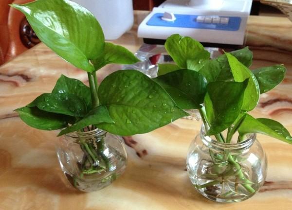 imodrzycki's tweet photo. A pothos can thrive in low light with just weekly watering!  No green thumb This easy-care plant’s your new best pal for sprucing up your space. https://t.co/oZ2KguSXs7