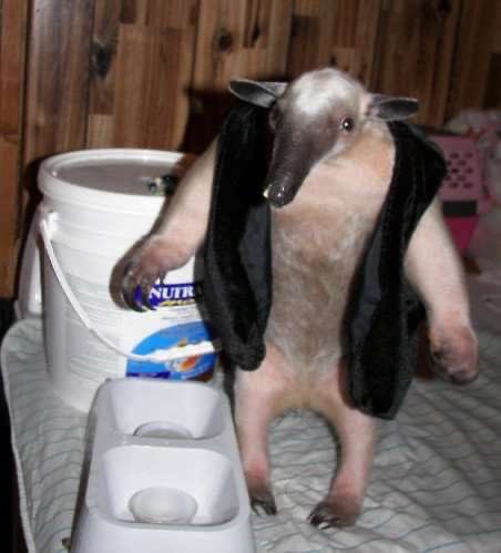 labia__majora_'s tweet photo. Hunter Biden as an anteater https://t.co/5XivJQje0M