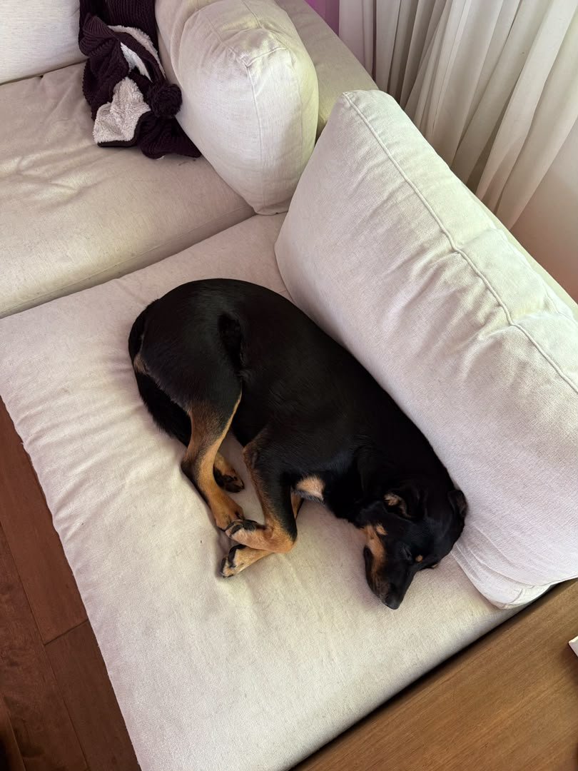KBikmaz63978's tweet photo. #zoophillia #zoosarevalid
#dogknot  #zoophile
#antizoo #antizoophileantizoo #zoopride
#zoophilepride #zoopositivity
#Bestiality #hypnotistsappho
https://t.co/cqGtFbdFhW https://t.co/hrCHkbAQ3W