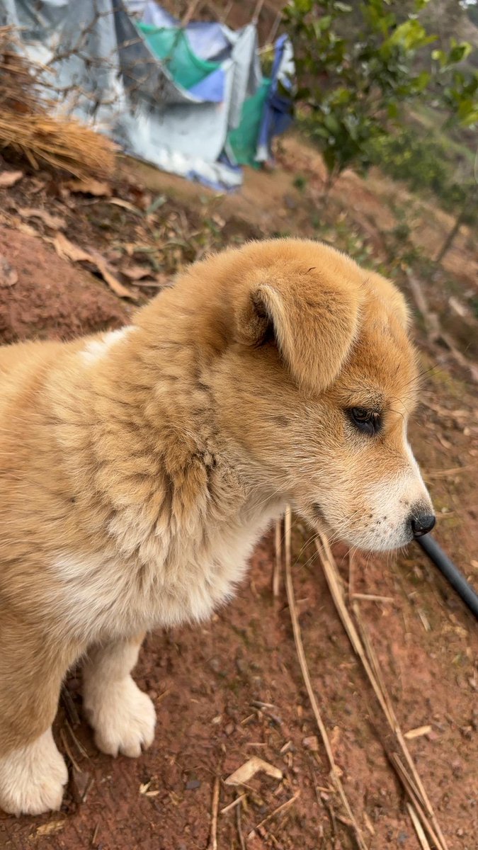 NGensitskaya's tweet photo. My pup’s sleepy head on my lap = the best midday pick-me-up ever  Who’s got a four-legged companion making their day brighter #PetLove #CompanionPets， https://t.co/kbo2JJVPj0