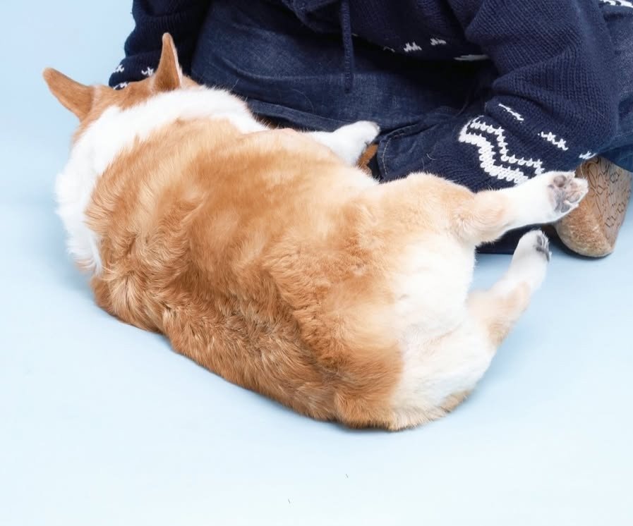 fullybaekh's tweet photo. 다이어터 몽룡 ,,
내 통실식빵 반쪽티슈브레드됨ㅜ https://t.co/wNlHWLNB7P