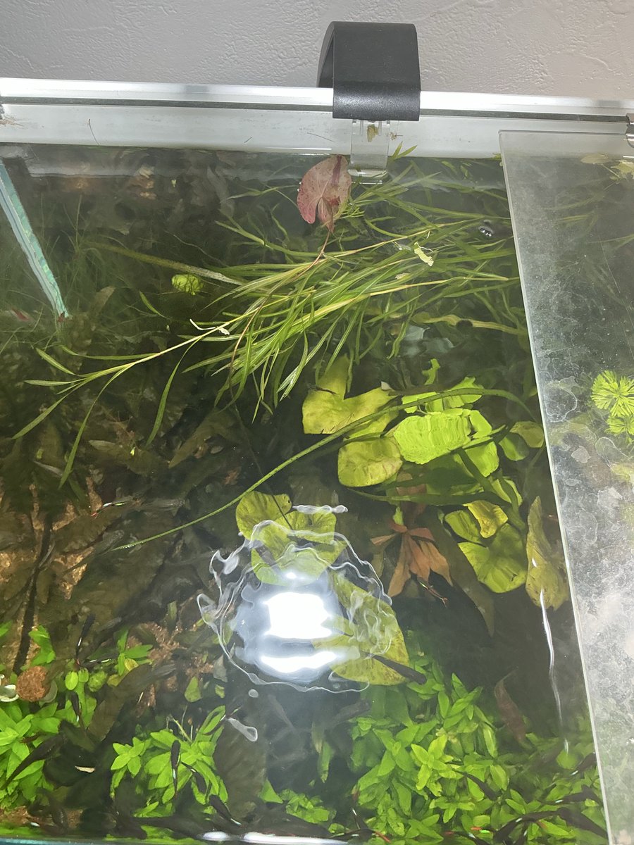 KusakaRium's tweet photo. ファン回してるの忘れて餌あげて舞い散らせがち https://t.co/ujByvYl2QT