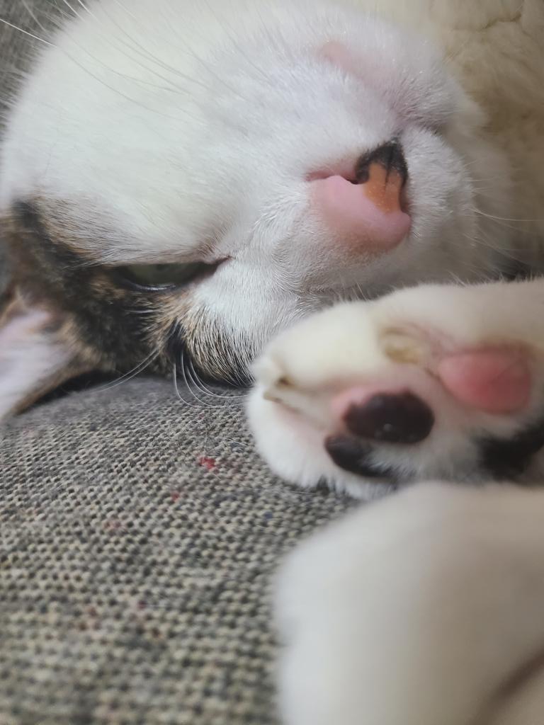 sei_satb's tweet photo. 8月8日は世界猫の日だそうです。初耳です。
#世界猫の日
#InternationalCatDay https://t.co/MmFuMbKquA